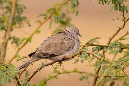 Photo for Eurasian collared dove (Streptopelia decaocto) observed near Nalsarovar in Gujarat, India - Royalty Free Image
