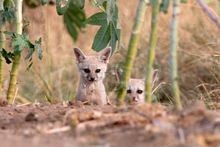 Pups of Bengal fox (Vulpes bengalensis), also known as the Indian fox, observed near Nalsarovar in Gujarat, India