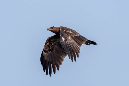 Téléchargez les photos : Aigle tacheté (Clanga clanga), aussi appelé l'aigle tacheté observé près de Nalsarovar dans le Gujarat, en Inde - en image libre de droit