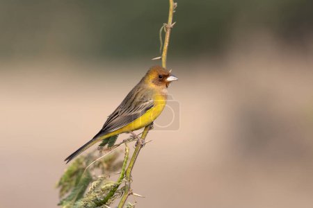 Photo for Red-headed bunting (Emberiza bruniceps) observed near Nalsarovar in Gujarat, India - Royalty Free Image