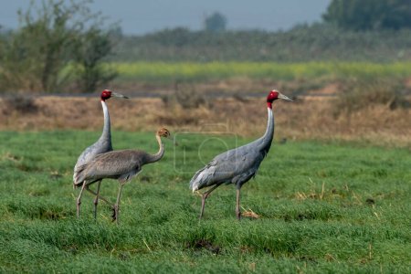 Photo for Sarus crane (Antigone antigone), a large nonmigratory crane and tallest flying bird, observed near Nalsarovar in Gujarat, India - Royalty Free Image