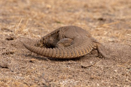 Foto de Saara hardwickii, comúnmente conocido como lagarto de cola espinosa de Hardwicke o lagarto de cola espinosa indio, observado cerca de Nalsarovar en Gujarat, India - Imagen libre de derechos