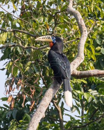 Photo for A female rufous-necked hornbill Aceros nipalensis observed in Latpanchar in West Bengal, India - Royalty Free Image
