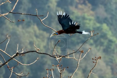 Photo for A male rufous-necked hornbill Aceros nipalensis observed in Latpanchar in West Bengal, India - Royalty Free Image