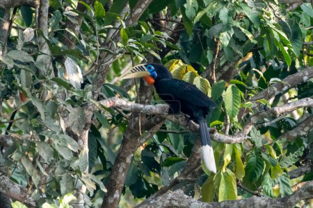 Téléchargez les photos : Une femelle à collier roux Aceros nipalensis observée à Latpanchar, dans l'ouest du Bengale, en Inde - en image libre de droit