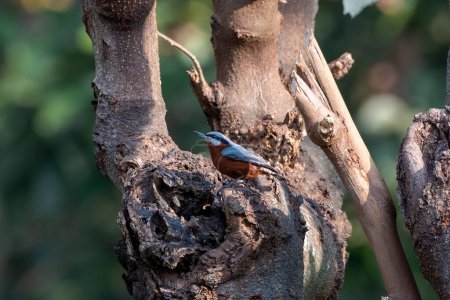Photo for Chestnut-bellied nuthatch Sitta cinnamoventris observed in Latpanchar in West Bengal, India - Royalty Free Image