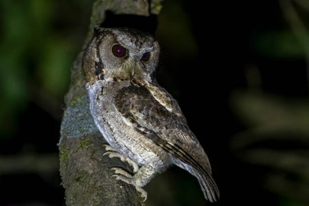 Photo for Collared scops owl (Otus lettia) observed in Latpanchar in West Bengal, India - Royalty Free Image