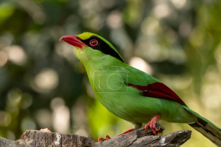 Photo for Common green magpie (Cissa chinensis) observed in Latpanchar in West Bengal, India - Royalty Free Image
