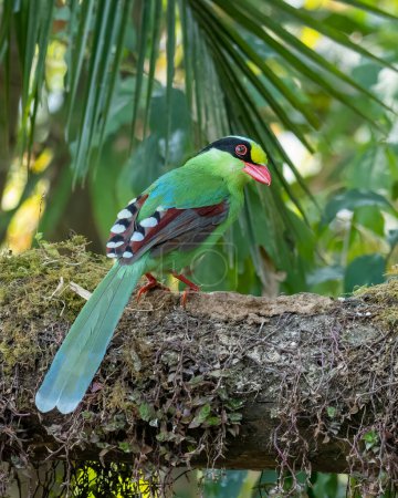 Photo for Common green magpie (Cissa chinensis) observed in Latpanchar in West Bengal, India - Royalty Free Image