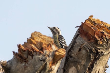 Pájaro carpintero de pecho largo (Dendrocopos macei) observado en Rongtong en Bengala Occidental, India