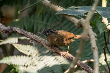 Photo for Grey-throated babbler (Stachyris nigriceps) observed in Latpanchar in West Bengal, India - Royalty Free Image
