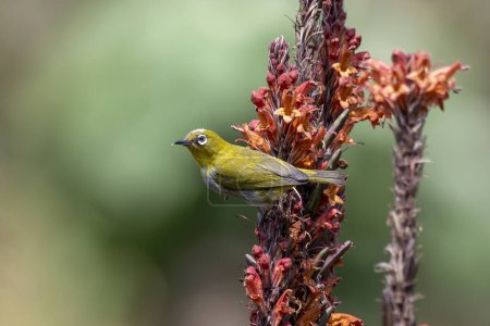 Photo for Indian white-eye (Zosterops palpebrosus), formerly the Oriental white-eye, observed in Latpanchar in West Bengal, India - Royalty Free Image