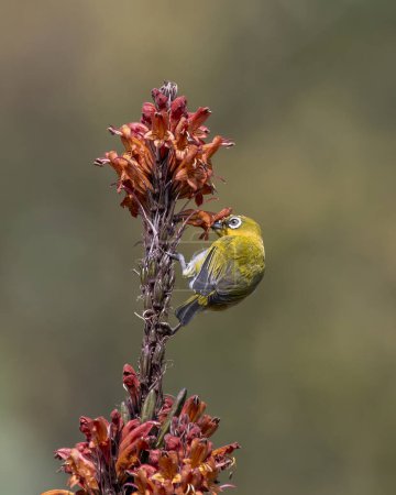 Photo for Indian white-eye (Zosterops palpebrosus), formerly the Oriental white-eye, observed in Latpanchar in West Bengal, India - Royalty Free Image