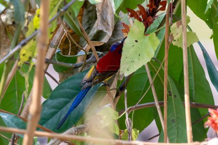 Téléchargez les photos : Le sunbird de Mme Gould (Aethopyga gouldiae) observé à Latpanchar, dans l'ouest du Bengale, en Inde - en image libre de droit
