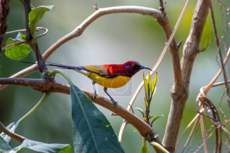 Photo for Mrs. Gould's sunbird (Aethopyga gouldiae) observed in Latpanchar in West Bengal, India - Royalty Free Image
