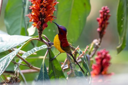 Photo for Mrs. Gould's sunbird (Aethopyga gouldiae) observed in Latpanchar in West Bengal, India - Royalty Free Image