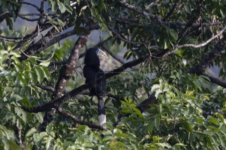 Photo for A female rufous-necked hornbill (Aceros nipalensis) observed in Latpanchar in West Bengal, India - Royalty Free Image