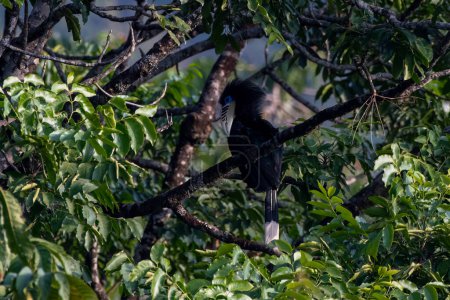 Foto de Una corneta de cuello rufo hembra (Aceros nipalensis) observada en Latpanchar en Bengala Occidental, India - Imagen libre de derechos