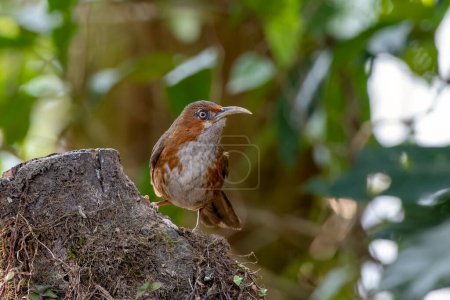 Photo for Rusty-cheeked scimitar babbler (Erythrogenys erythrogenys) observed in Latpanchar in West Bengal, India - Royalty Free Image