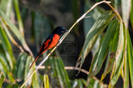 Photo for Scarlet minivet (Pericrocotus speciosus) observed in Latpanchar in West Bengal, India - Royalty Free Image