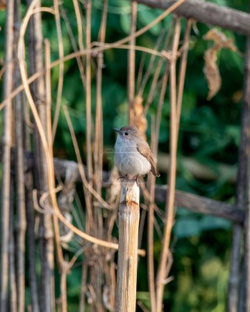 Photo for Taiga flycatcher or red-throated flycatcher (Ficedula albicilla), a migratory bird, observed in Latpanchar in West Bengal, India - Royalty Free Image