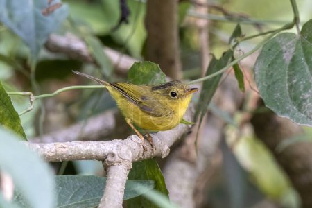 Photo for Whistler's warbler (Phylloscopus whistleri), a species of leaf warbler (family Phylloscopidae), observed in Latpanchar in West Bengal, India - Royalty Free Image