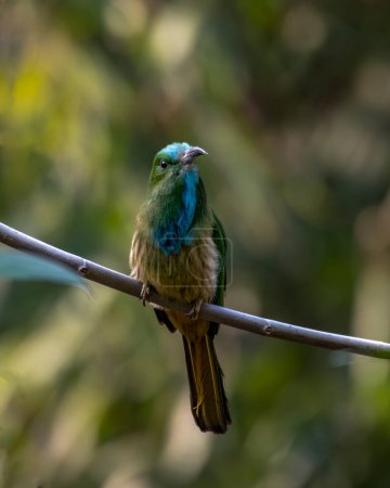 Photo for Blue-bearded bee-eater (Nyctyornis athertoni) observed in Rongtong in West Bengal, India - Royalty Free Image
