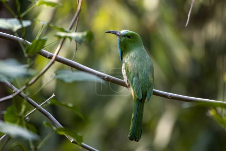 Blue-bearded bee-eater (Nyctyornis athertoni) observed in Rongtong in West Bengal, India