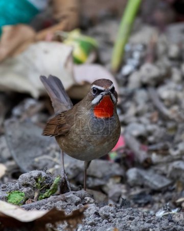 Photo for Siberian rubythroat (Calliope calliope) observed in Rongtong in West Bengal, India - Royalty Free Image