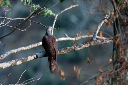 Photo for Barred cuckoo-dove (Macropygia unchall) observed in Rongtong in West Bengal, India - Royalty Free Image