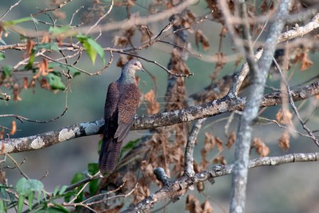 Barred cuckoo-dove (Macropygia unchall) observed in Rongtong in West Bengal, India