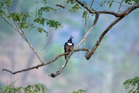 Foto de Baza negra (Aviceda leuphotes), un pequeño ave rapaz, observada en Rongtong en Bengala Occidental, India - Imagen libre de derechos