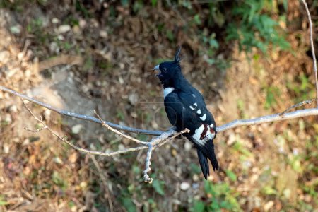 Baza negra (Aviceda leuphotes), un pequeño ave rapaz, observada en Rongtong en Bengala Occidental, India