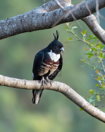 Black baza (Aviceda leuphotes), a small bird of prey, observed in Rongtong in West Bengal, India