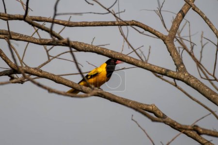Black-hooded oriole (Oriolus xanthornus) observed in Rongtong in West Bengal, India