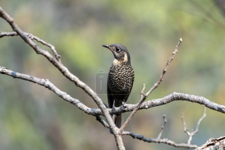 Chestnut-bellied rock thrush (Monticola rufiventris) observed in Rongtong in West Bengal, India