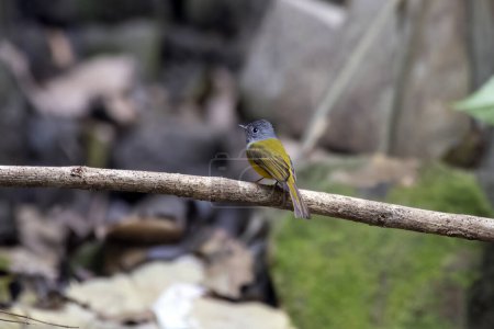 Photo for Grey-headed canary-flycatcher (Culicicapa ceylonensis), also known as the grey-headed flycatcher, observed in Rongtong in West Bengal, India - Royalty Free Image