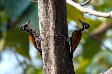 Photo for Greater flameback (Chrysocolaptes guttacristatus) also known as greater goldenback, large golden-backed woodpecker, observed in Rongtong in West Bengal, India - Royalty Free Image