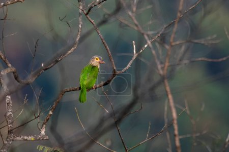 Foto de Barbudo lineado (Psilopogon lineatus) observado en Rongtong en Bengala Occidental, India - Imagen libre de derechos