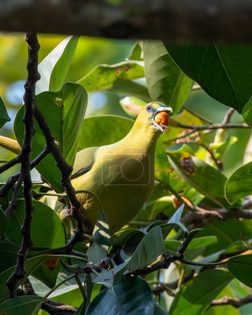 Téléchargez les photos : Pigeon vert à queue épine (Treron apicauda) observé à Rongtong dans l'ouest du Bengale, en Inde - en image libre de droit