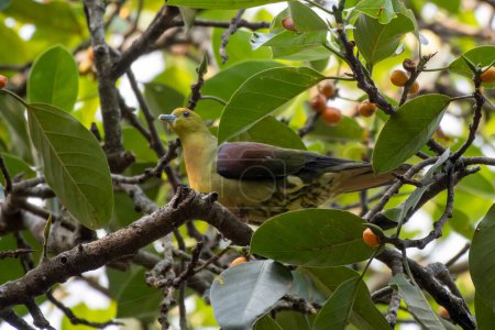 Téléchargez les photos : Pigeon vert à queue compensée ou pigeon vert Kokla (Treron sphenurus) observé à Rongtong, dans l'ouest du Bengale, en Inde - en image libre de droit