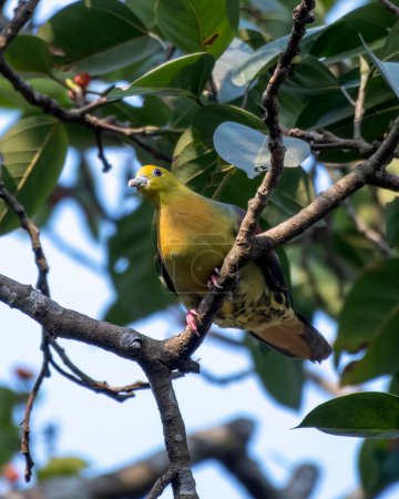 Téléchargez les photos : Pigeon vert à queue compensée ou pigeon vert Kokla (Treron sphenurus) observé à Rongtong, dans l'ouest du Bengale, en Inde - en image libre de droit