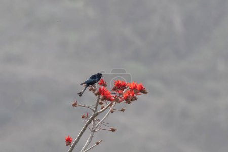 Photo for Hair-crested drongo (Dicrurus hottentottus) observed in Rongtong in West Bengal, India - Royalty Free Image