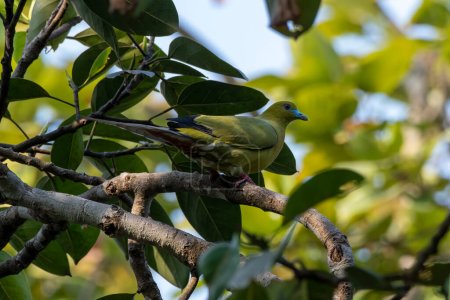 Téléchargez les photos : Pigeon vert à queue épine (Treron apicauda) observé à Rongtong dans l'ouest du Bengale, en Inde - en image libre de droit