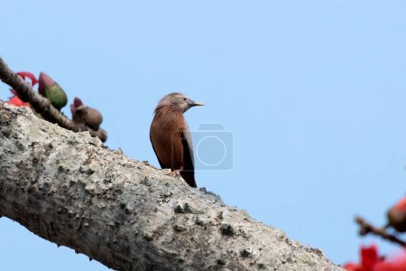 Chestnut-tailed starling Sturnia malabarica, also called grey-headed starling and grey-headed myna observed in Gajoldaba in West Bengal, India