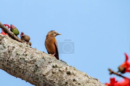 Photo for Chestnut-tailed starling Sturnia malabarica, also called grey-headed starling and grey-headed myna observed in Gajoldaba in West Bengal, India - Royalty Free Image