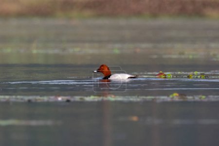 Photo for Common pochard Aythya ferina a medium-sized diving duck, observed in Gajoldaba in West Bengal, India - Royalty Free Image