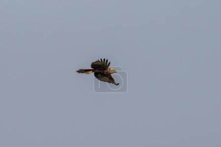 Photo for Eastern marsh harrier (Circus spilonotus) observed in Gajoldaba in West Bengal, India - Royalty Free Image