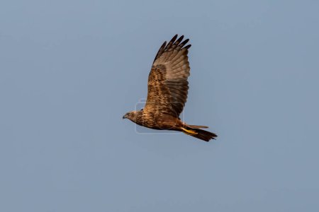 Photo for Eastern marsh harrier Circus spilonotus observed in Gajoldaba in West Bengal, India - Royalty Free Image