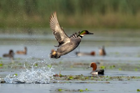 Falcated duck or falcated teal (Mareca falcata) observed in Gajoldaba in West Bengal, India